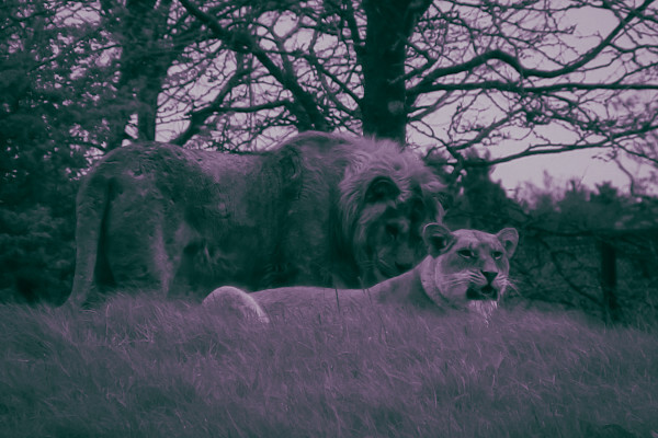 African lions at Whipsnade Zoo after dark (c) Whipsnade Zoo