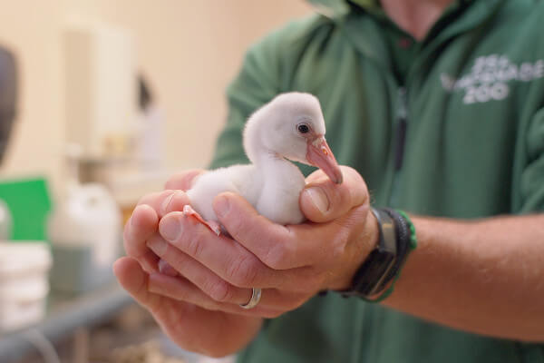 Flamingo Chick hand-reared at Whipsnade Zoo (c) Whipsnade Zoo