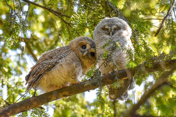 Leaving the Nest © Sasha Jumanca, Wildlife Photographer of the Year 2024, Highly Commended, 10 years and under