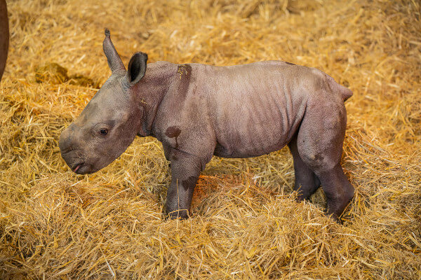 The newborn rhino calf exploring his cosy indoor den at Whipsnade Zoo (c) Whipsnade Zoo